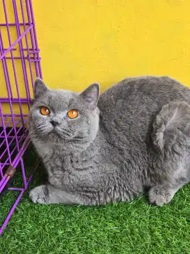 Kucing british shorthair bsh british shorthair