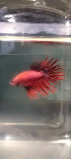 Cupang CT (crowntail) Super Red