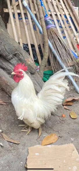 Ayam kate peliharaan
