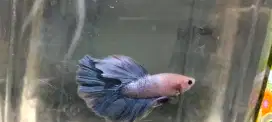 Cupang HM (halfmoon) Grizzle