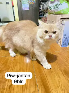 Kucing persia jantan dan betina