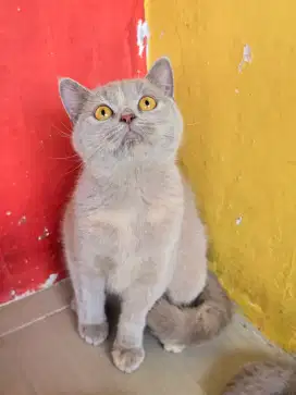 Kucing british shorthair bsh british shorthair