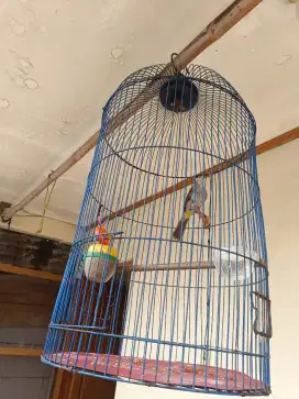 Burung trucukan jantan fullset sudah bunyi barter tuker tambah