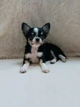 Jual Chihuahua Jantan