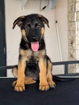 German Shepherd Jantan, Anjing Setia dengan Kepribadian Menawan!