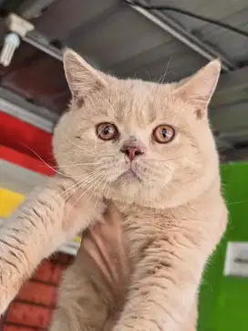 Kucing british shorthair bsh british shorthair