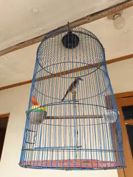 Burung trucukan jantan  fullset rajin bunyi tuker tambah barter ajukan