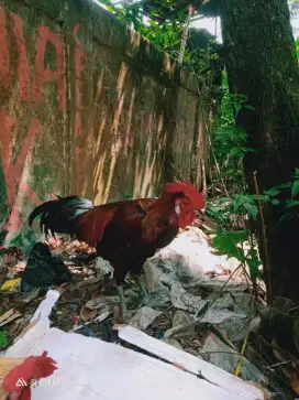 Dijual ayam plung 2 ekor jantan usia 7 bulanan masih muda