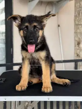 German Shepherd Jantan, Anjing Penuh Kasih dan Penuh Kekuatan!