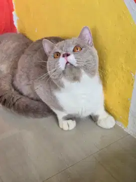 Kucing british shorthair bsh british shorthair