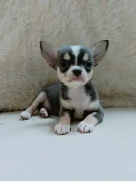 Jual Chihuahua Betina Blue white
