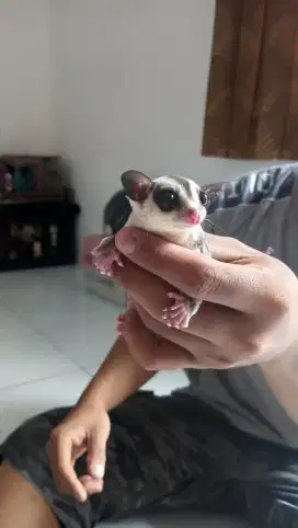 Sugar Glider WF & Mozaik