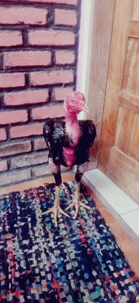 Ayam ganoi super mantap ori jos besar pukul berat sisik naga temurun
