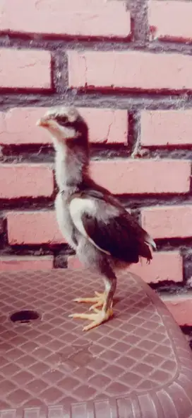 Anak ayam pakhoy ori jos murah Monggo pejantan pukul mati ko
