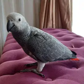 Afgrey African Grey Parrot body &lt; Macaw &gt; dari Conure, Falk, Monk, IRN