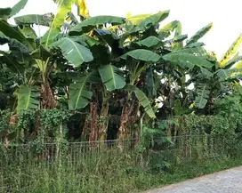 9 jt/mtr Tanah Jemursari Selatan Sudah SHM