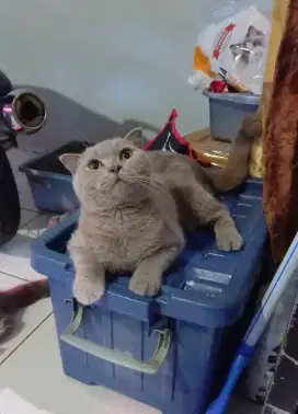 BSH FOLD LILAC/BRITISH SHORTHAIR LILAC