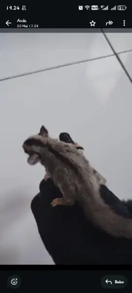 Sugar glider sepasang