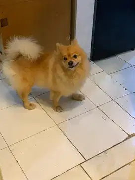 Anjing Pomerian