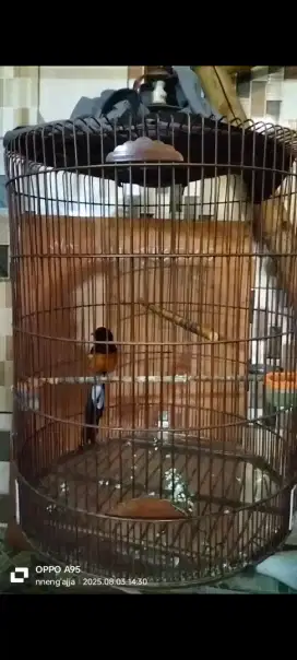 Jual Bu murai batu trah prestasi