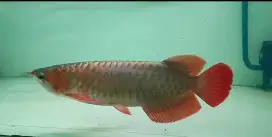Ikan arwana super red