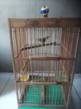 Burung kolibri sogon ijoan