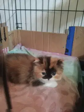 Yg berminat kitten caliko super duper cakep usia 2 bulan