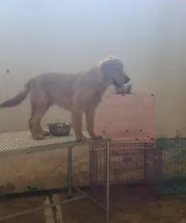 Golden Retriever 6 Bulan Male Big Bone Nice Bloodline Stmbum Microchip