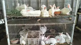 Indukan Kelinci Impor untuk potong daging kelinci