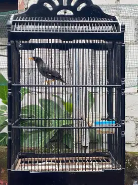 Burung Jalak Kebo Rajin Fullset