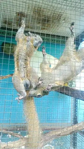 tupai bajing kelapa