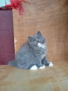 Kucing Persia medium