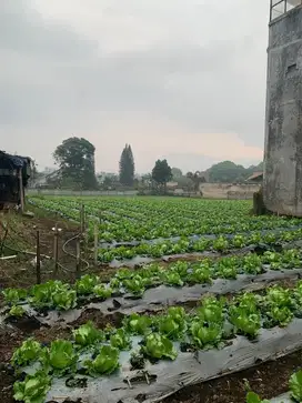 Tanah Kebun di Lembang