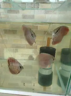 Discus san merah/ red cover
