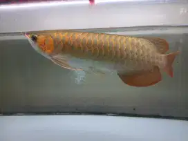 Arwana Super Red