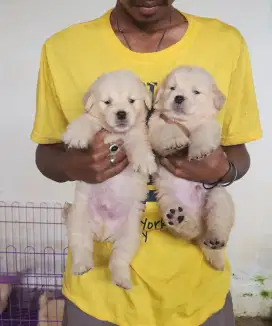 POPuppy Golden Retriever Male Female ( Masih Bisa Request Nama )