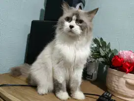 Jasa Pacak Kucing Ragdol