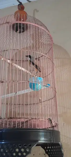 Mahar aj burung pentet bondol udh purtot