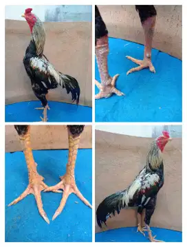 Ayam Bangkok postur tinggi