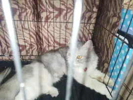 Kucing Persia Betina
