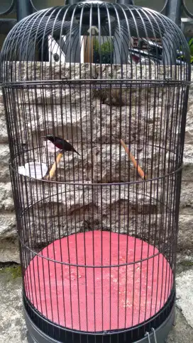 Burung Kolibri Ninja / Konin