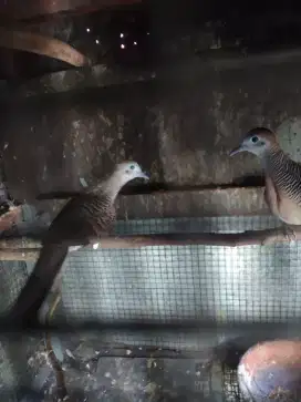 Perkutut Bangkok sak jodoh