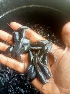 Ikan lele ukuran 6/7