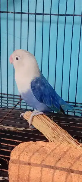 Lovebird Biola Vio Betina.