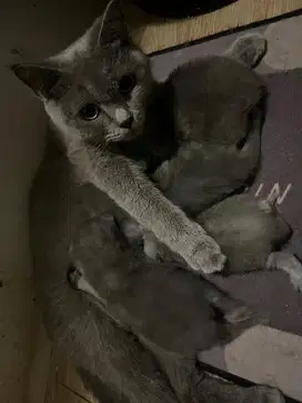 Adopsi Kitten / anak kucing BSH murah meriah
