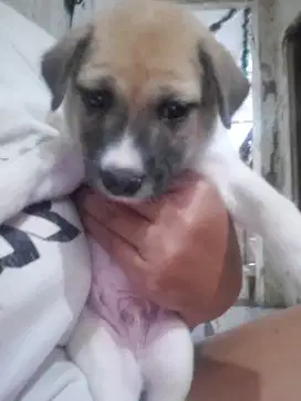 Anak anjing ras besar
