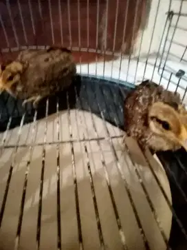 ayam hutan hijau sepasang usia 1 bulan