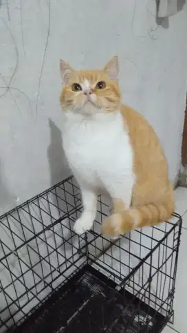 kucing bsh di jual non ped