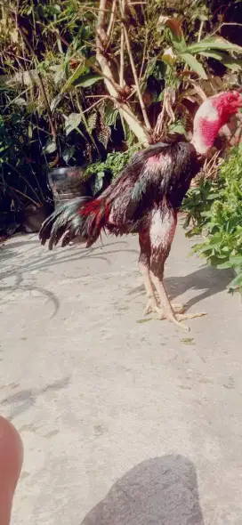 Ayam ganoi ORI mantap jos super ajib besar naga temurun  pukul jos