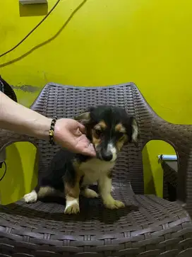 Dijual anjing corgie campuran terrier